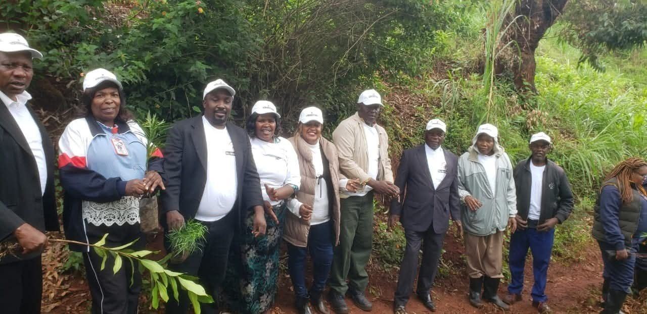 Seedlings prepared for the tree planting programme